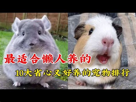 養小動物推薦